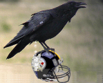 Raven_steelers funny