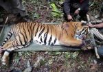 Tiger Injured